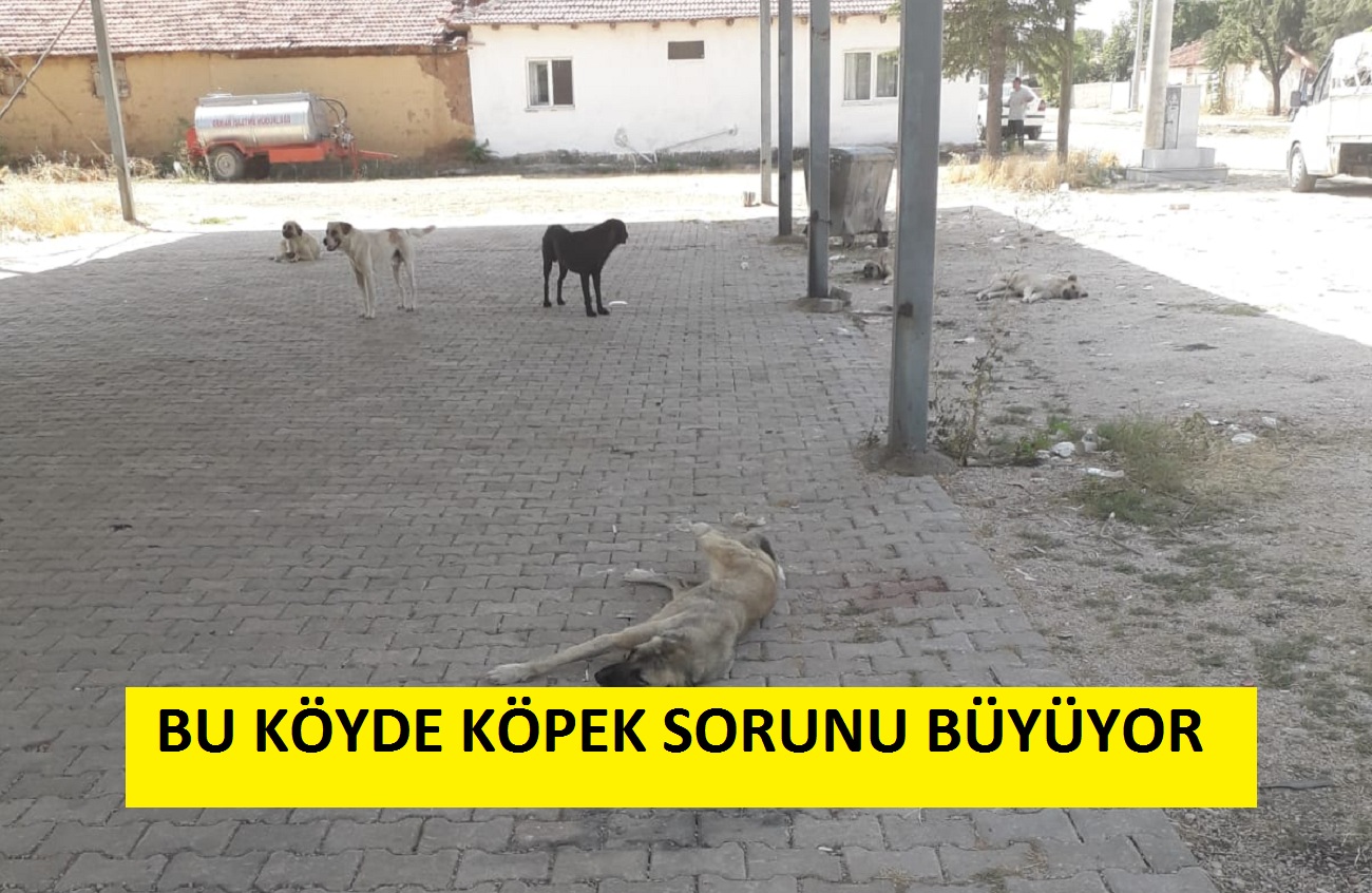 Baraklı Köyü’nde Sahipsiz Köpek Sorunu Giderek Büyüyor